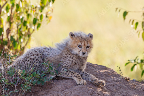 Cheetah cub lying and resting in the shade of the bushes