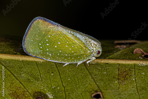 Adult Planthopper Insect photo