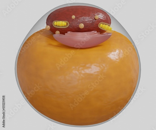 Foto Adipocytes, also known as lipocytes and fat cells