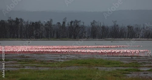 hundreds of lesser flamingos walking in lake nakuru in kenya