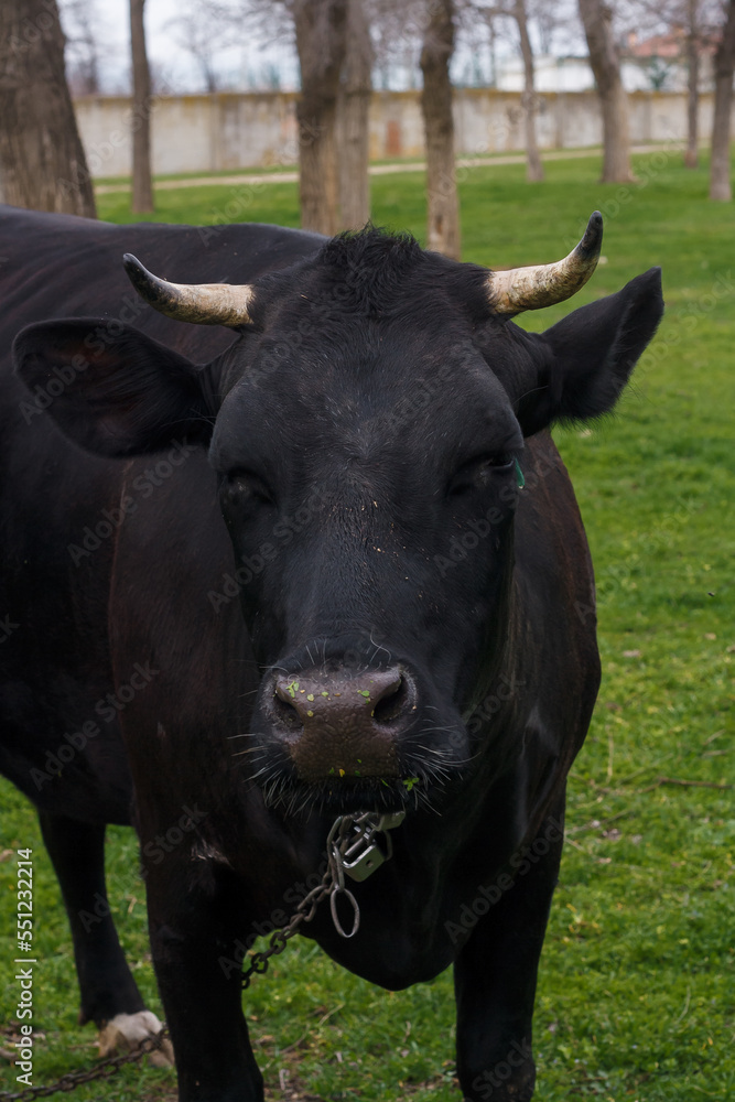 Black and white cow grazing green grass at summer pasture. Feeding livestock. Countryside animals. Closeup shot Black and white cow grazing green grass at summer pasture. Feeding livestock. Countryside animals. Closeup shot