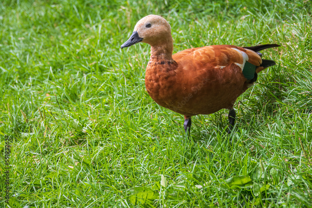 The ruddy shelduck walks across the green lawn. The ruddy shelduck walks across the green lawn.