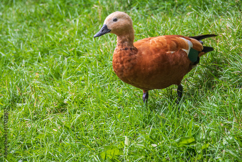 The ruddy shelduck walks across the green lawn. © Dmitrii Potashkin