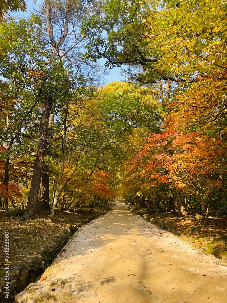 Naklejka premium 가을 단풍