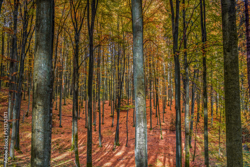 Polska złota jesień w lesie buków