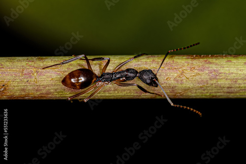 Adult Odorous Ant