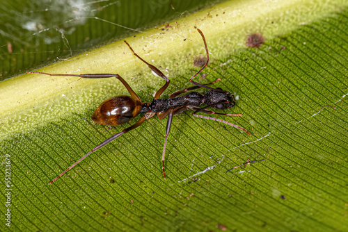 Adult Odorous Ant photo