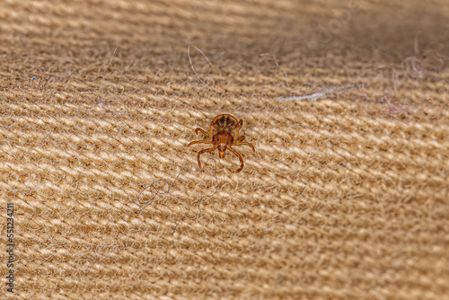 Juvenile Cayenne Tick photo