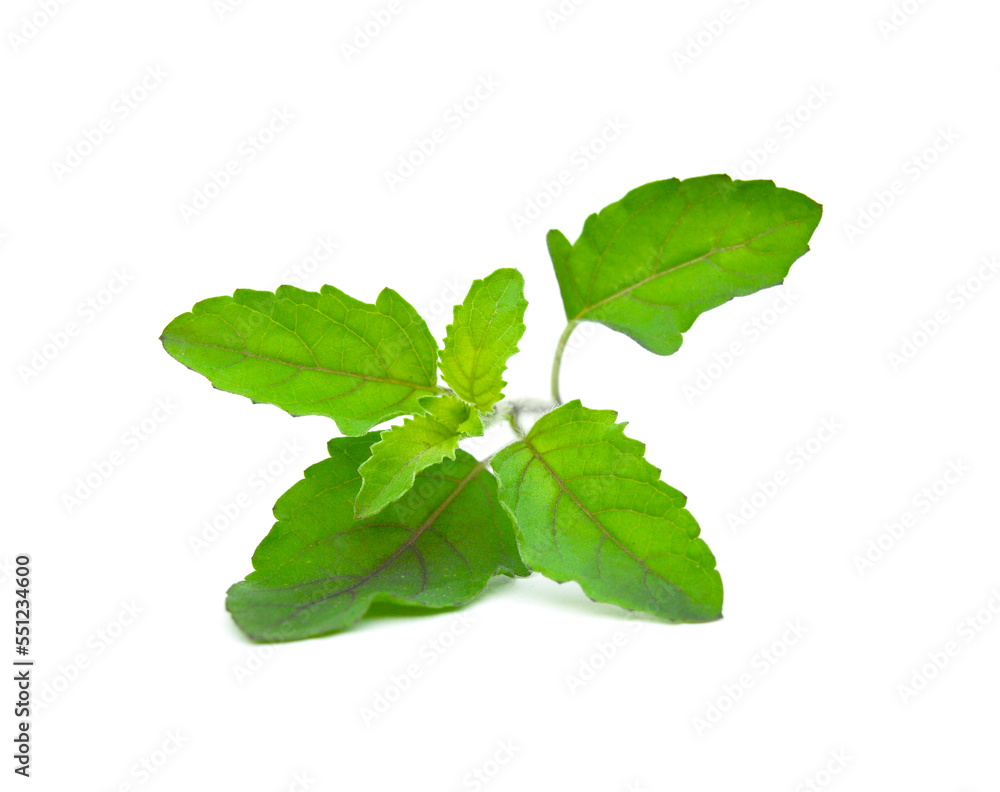 Holy Basil Leaf Stock Photo Adobe Stock