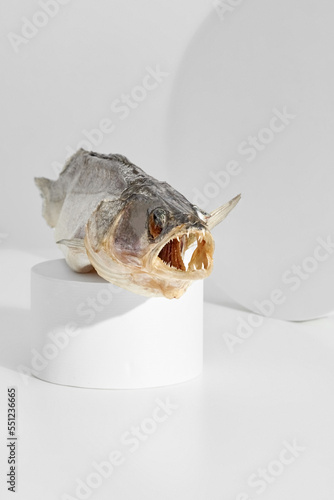 Fototapeta Naklejka Na Ścianę i Meble -  Air-dried pike perch with open toothy mouth on cylindrical podium