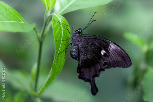 Macro of a Malabar banded peacock (Papilio buddha) on a green leaf photo