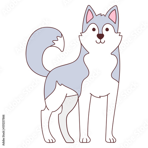 siberian husky standing