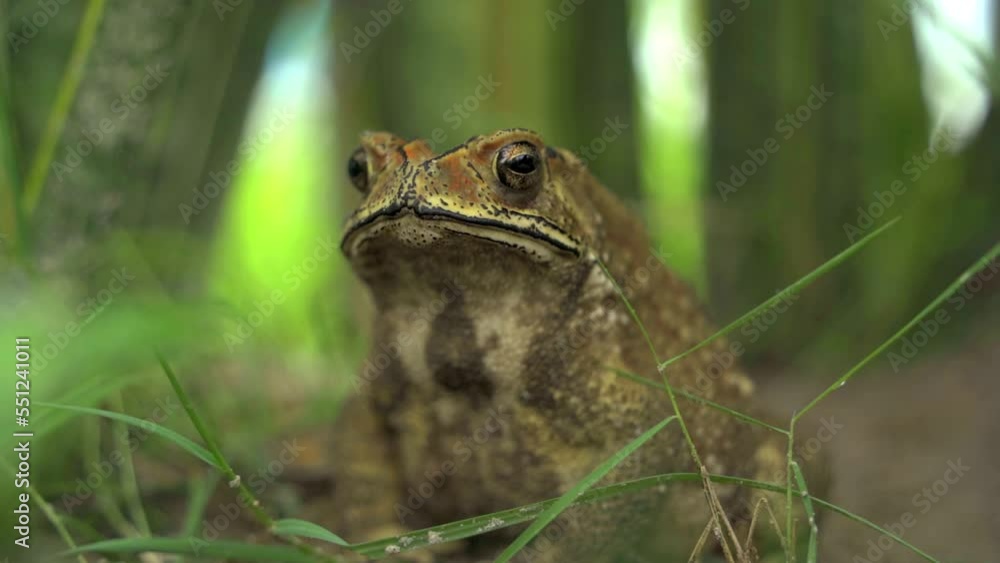 A tropical frog. Cloudy weather, Doclet. Vietnam. A tropical frog. Cloudy weather, Doclet. Vietnam.