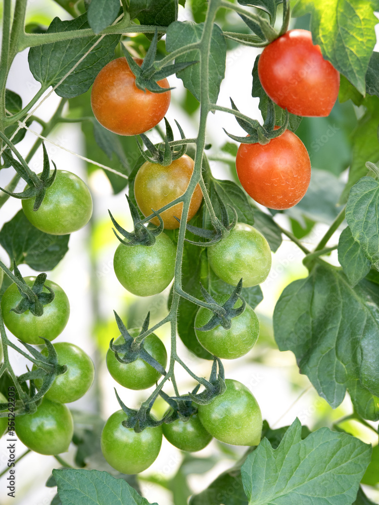  ミニトマトのハウス栽培 