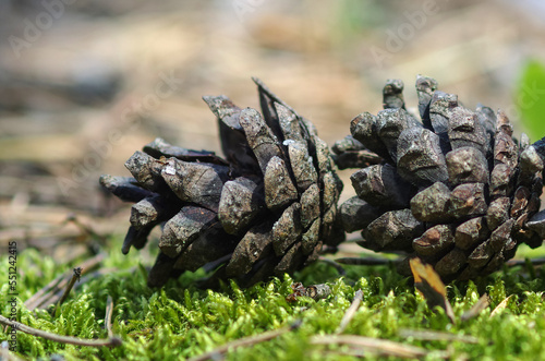 Pine cones lie on green moss in the forest.