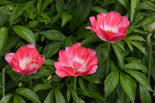 Bright pink peonies with water drops on the petals against the background of long green leaves after the rain.