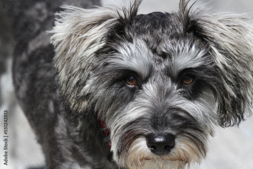 Schnoodle schnauzer dog puppy with an intent look