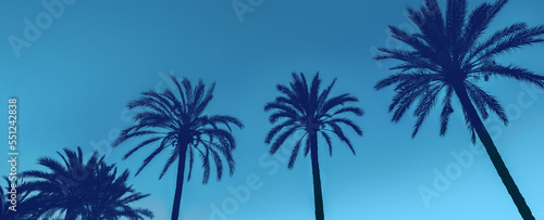 A row of tropic palm trees against the dark blue sky. Silhouette of palm trees. Tropic evening landscape. Blue toning. Horizontal banner © vvvita