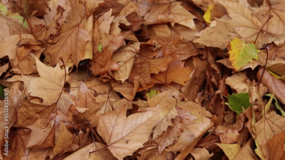 tas de feuille en automne tas de feuille en automne