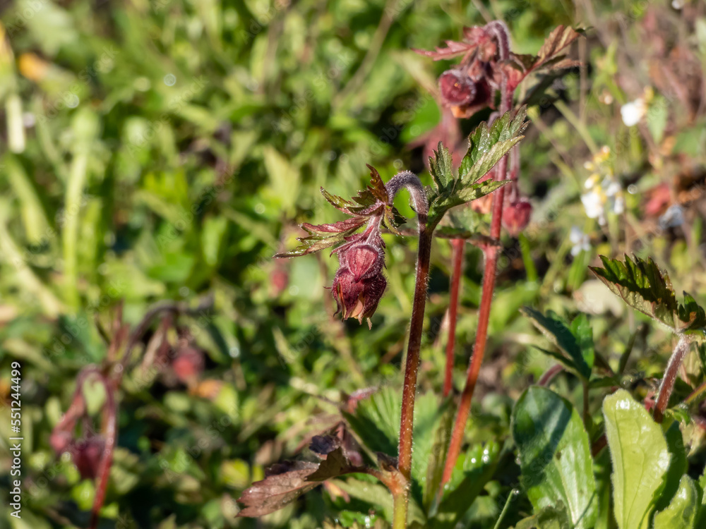 Close-up shot of nodding red flower of water avens (Geum rivale) growing in a green meadow surrounded with wild flowers in spring