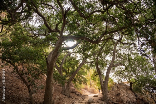 Landscape of trees in Eaton Canyon hiking trails with wild plants under gray sky photo