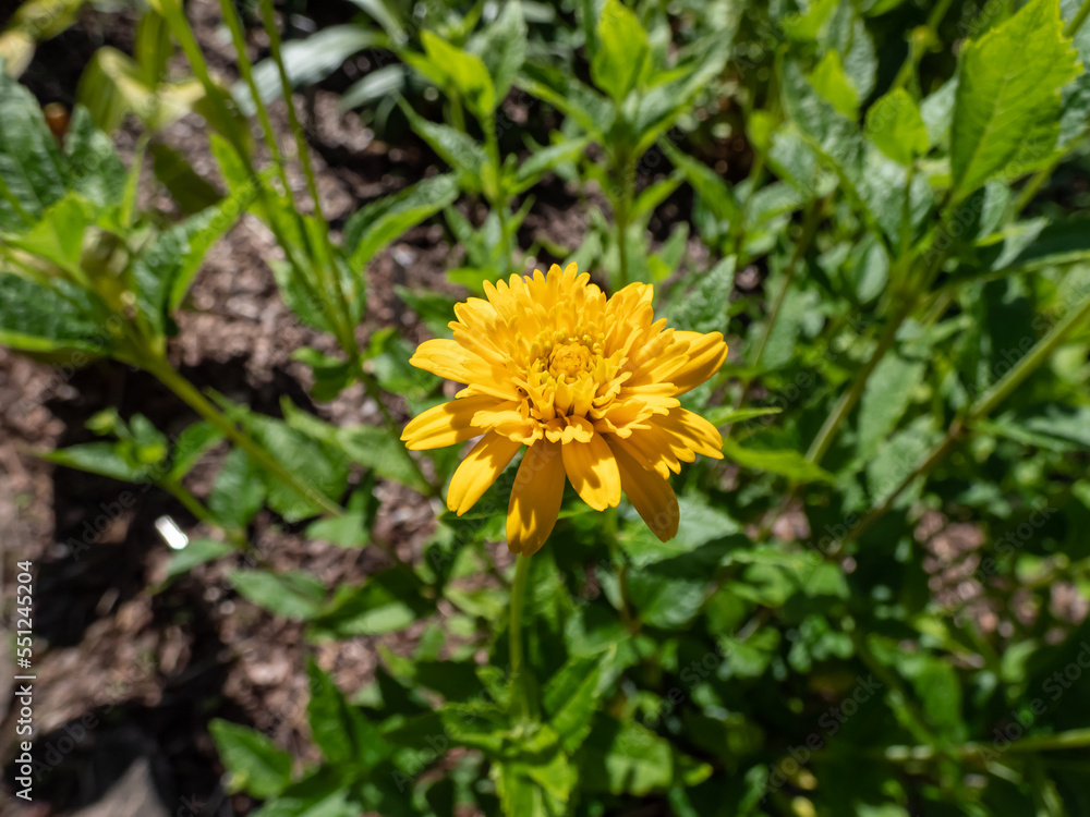 False Sunflower (Heliopsis helianthoides) 'Asahi' growing and blooming with large, double pompon golden yellow flower in garden False Sunflower (Heliopsis helianthoides) 'Asahi' growing and blooming with large, double pompon golden yellow flower in garden
