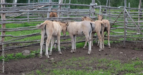 Cute foals in a wooden paddock on a farm. Agriculture, animal husbandry