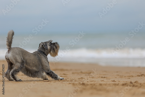 Standard Schnauzer on The Beach photo