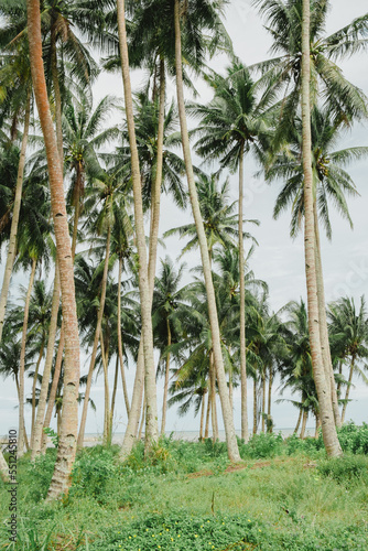 group of coconut trees on the side beach
