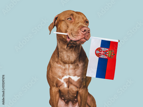 Charming, adorable puppy with the national Flag of Slovakia. Closeup, indoors. Studio shot. Congratulations for family, loved ones, relatives, friends and colleagues. Pet care concept