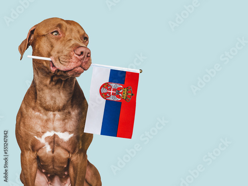 Charming, adorable puppy with the national Flag of Slovakia. Closeup, indoors. Studio shot. Congratulations for family, loved ones, relatives, friends and colleagues. Pet care concept