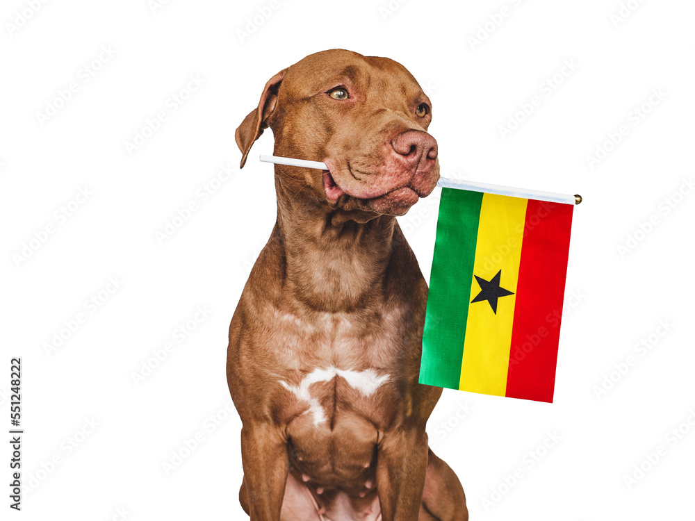 Charming, adorable puppy with the national Flag of Ghana. Closeup, indoors. Studio shot. Congratulations for family, loved ones, relatives, friends and colleagues. Pet care concept