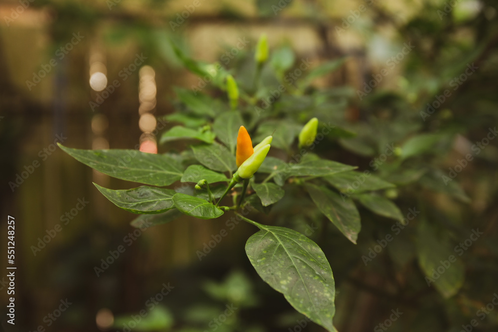 Photo of chillies on the tree in the home garden Photo of chillies on the tree in the home garden
