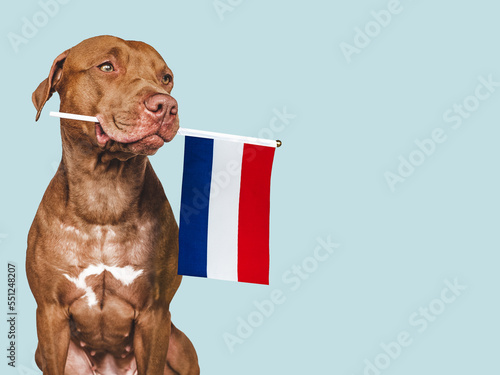 Charming, adorable puppy with the national flag of the Netherlands. Closeup, indoors. Studio shot. Congratulations for family, loved ones, relatives, friends and colleagues. Pet care concept