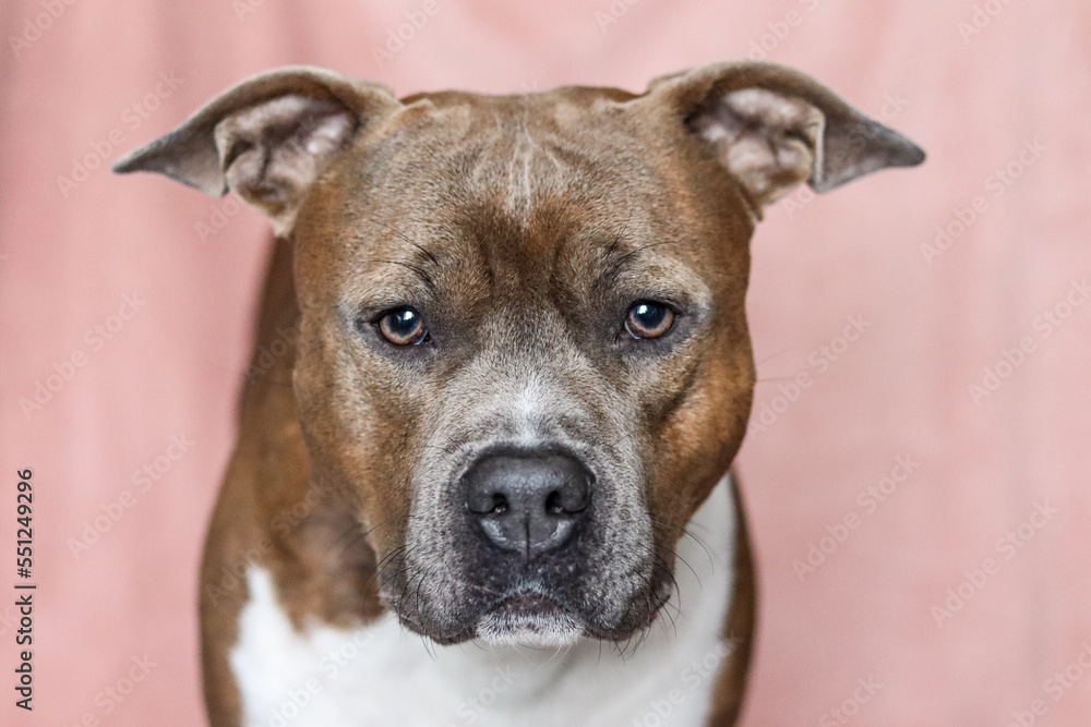 American Staffordshire Terrier with uncropped ears on a pink background. Serious, concentrated amstaff. Dog portrait, horizontal photo