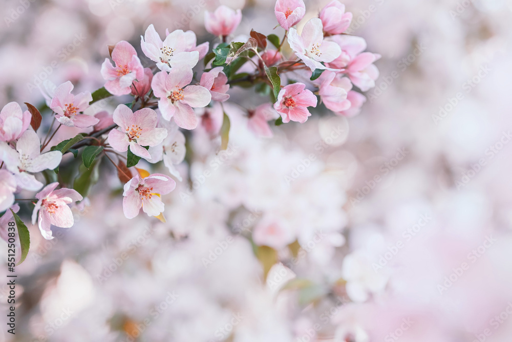 Spring floral background with copy space. Pink apple tree flowers close-up. Blooming apple tree in spring. Shallow depth of field, soft focus. Spring floral background with copy space. Pink apple tree flowers close-up. Blooming apple tree in spring. Shallow depth of field, soft focus.