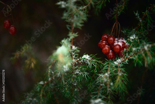 The concept of Christmas Eve. snow-covered juniper twigs with red viburnum berries.the composition evokes the mood of Christmas and New Year,the atmosphere of celebration and fun.winter wallpaper,2023
