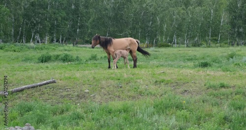 Mare and foal in a sunny summer field. High-resolution 4K image depicts horse breeding, animal husbandry, agriculture concepts