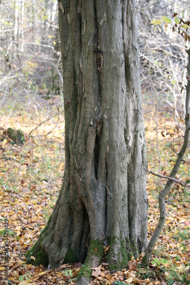 Naklejka premium Hainbuche im Herbstwald