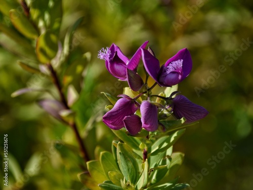 flowers in the garden,polygala myrtifolia  photo