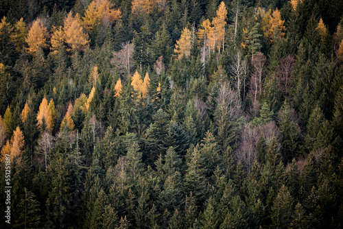 Bunter Wald, herbstliche Stimmung