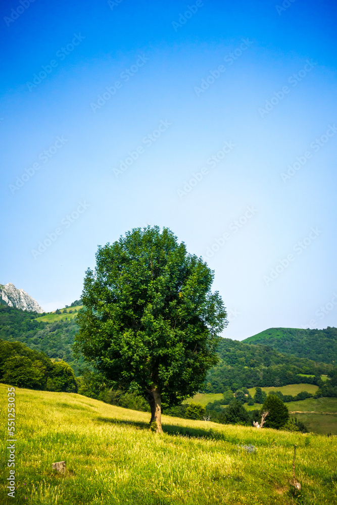 Fototapeta premium Tree in a field in Picos de Europa, Asturias, Spain