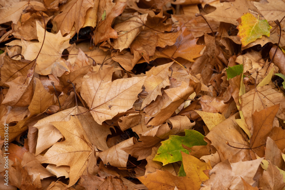 tas de feuille en automne 