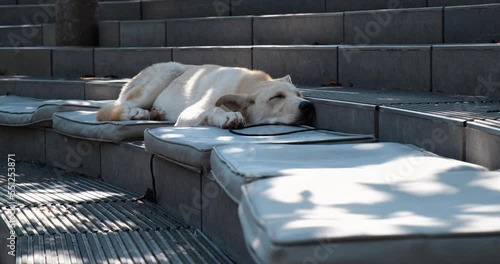 A sleeping dog in a city park highlights the problem of homeless animals. Reflects the urban environment, loneliness and vulnerability of lost pets