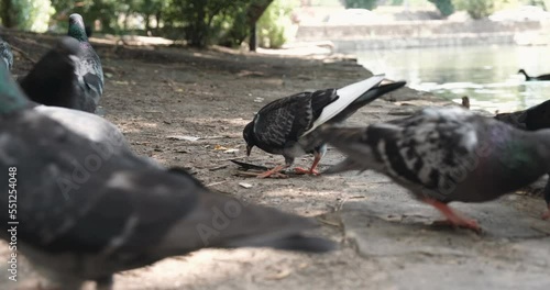 Urban pigeons in city park, captured with selective focus. High-resolution 4K image depicting urban wildlife, nature, and ecology concepts