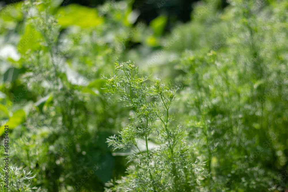 Partially blurred background image of green sprigs of dill growing in vegetable garden. Partially blurred background image of green sprigs of dill growing in vegetable garden.