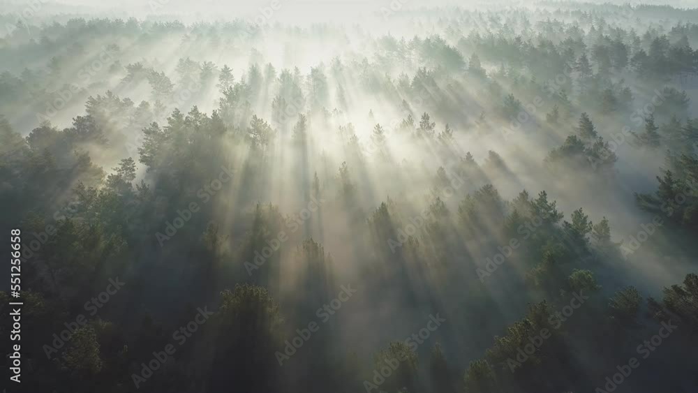 Flying over green foggy forest at sunrise. Marvelous view of flying over pine forest in the morning. There is magical fog all the way to the horizon. Aerial view Flying over green foggy forest at sunrise. Marvelous view of flying over pine forest in the morning. There is magical fog all the way to the horizon. Aerial view