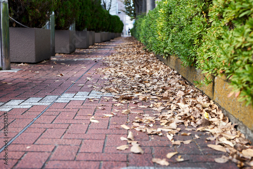 歩道・落ち葉・街並み・郊外・通り・秋・冬・影・足元・アップ