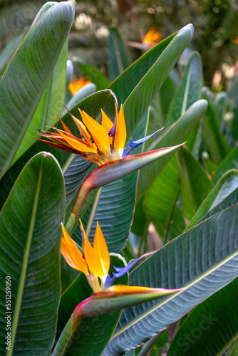 Orange flower in the tropical garden
