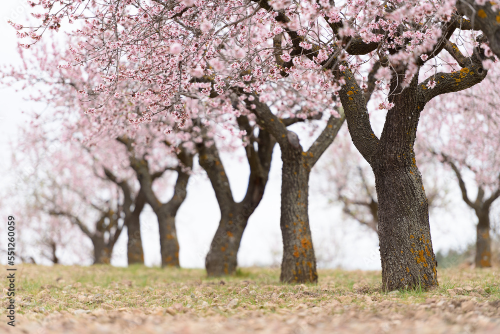 Campo de almendros en flor